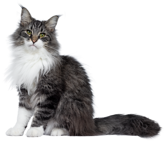 Black and White Cat Cutout