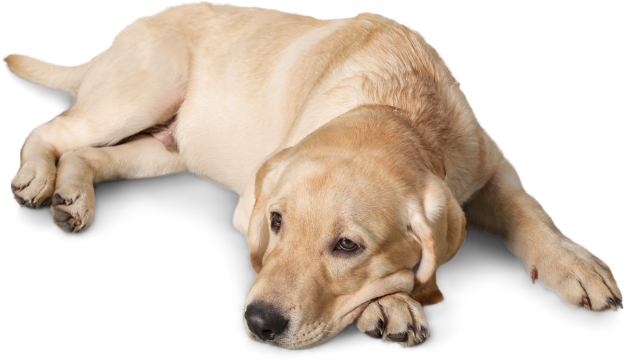 Resting Labrador Dog Cutout