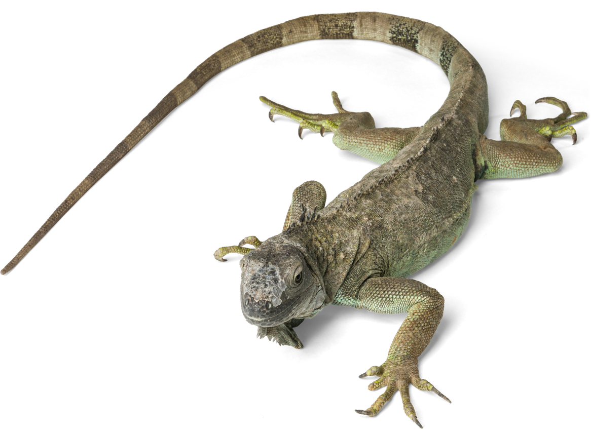 Green Iguana Cutout